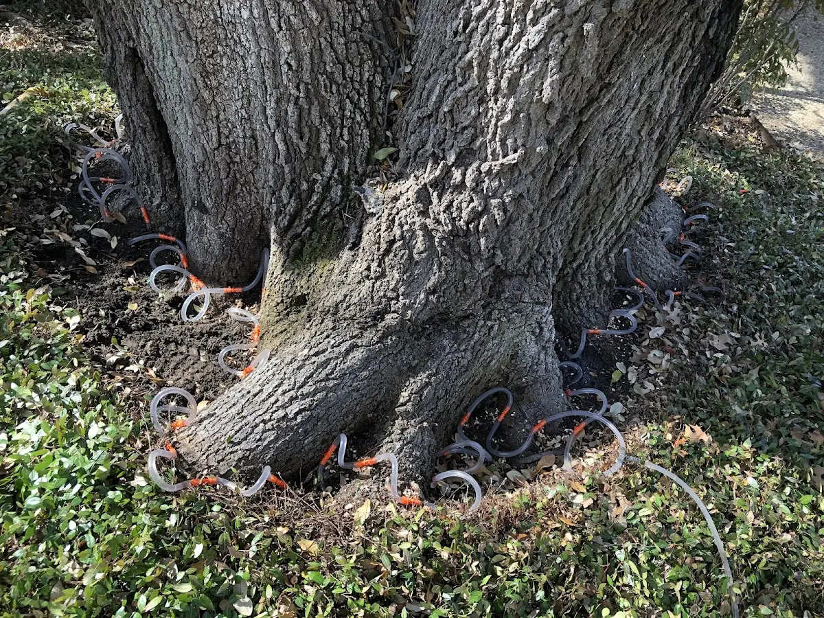 Detailed Tree Cabling and Bracing job site in Silver Springs